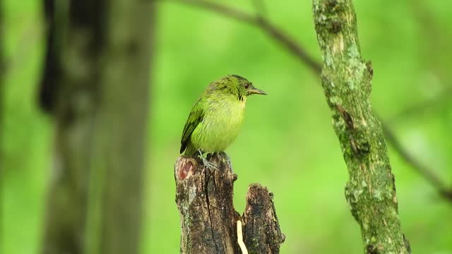 Colorful birds in the beauty of nature