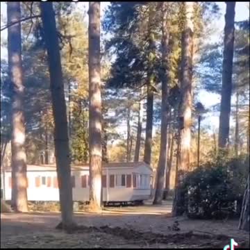 moving trees full video