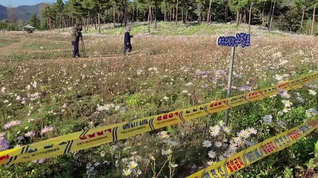 The most beautiful flower island in Korea