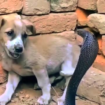 saanp se kaise bache dog #shorts #youtubevideo #short #dog