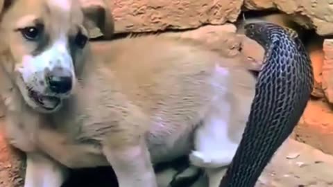 saanp se kaise bache dog #shorts #youtubevideo #short #dog