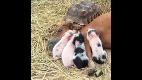 cute baby animals