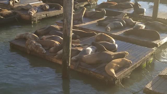 Funny seals in San Francisco
