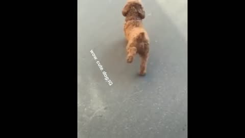 Adorable Puppy Funny Action