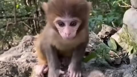 Cute baby animals