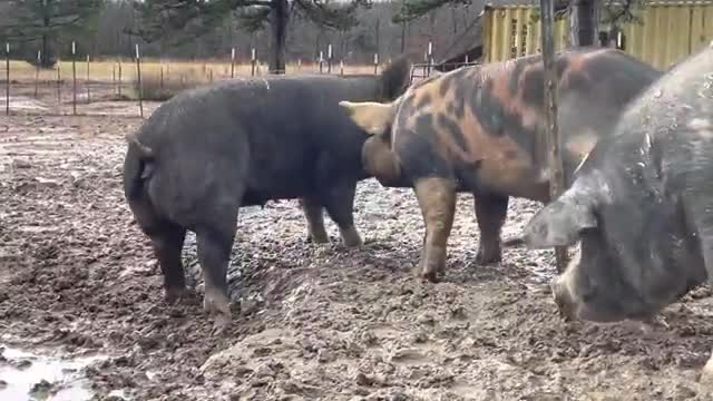 3 Berkshire and Berkshire/Duroc cross boars trying to breed a gilt pig