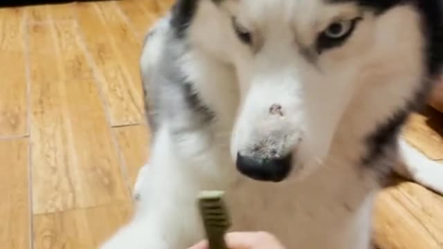 Hims just wants hims snacc... Sooo dog funny 😂Funny husky