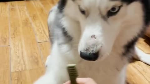 Hims just wants hims snacc... Sooo dog funny 😂Funny husky