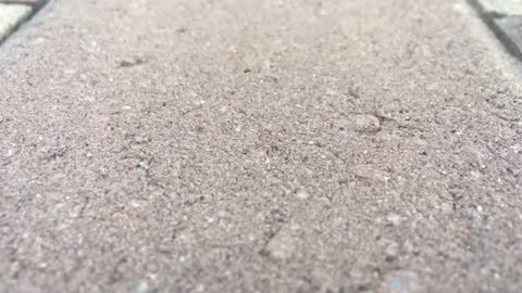 How to Safely Remove or Relocate a Spider with a Vacuum