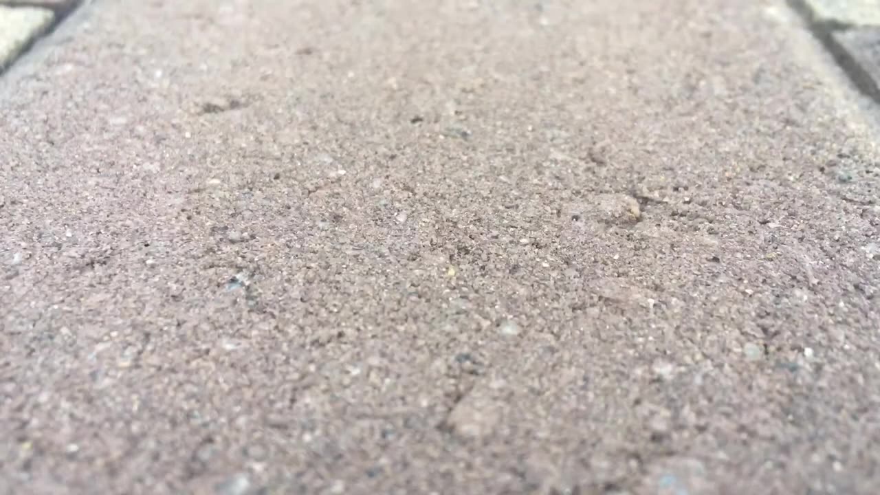 How to Safely Remove or Relocate a Spider with a Vacuum
