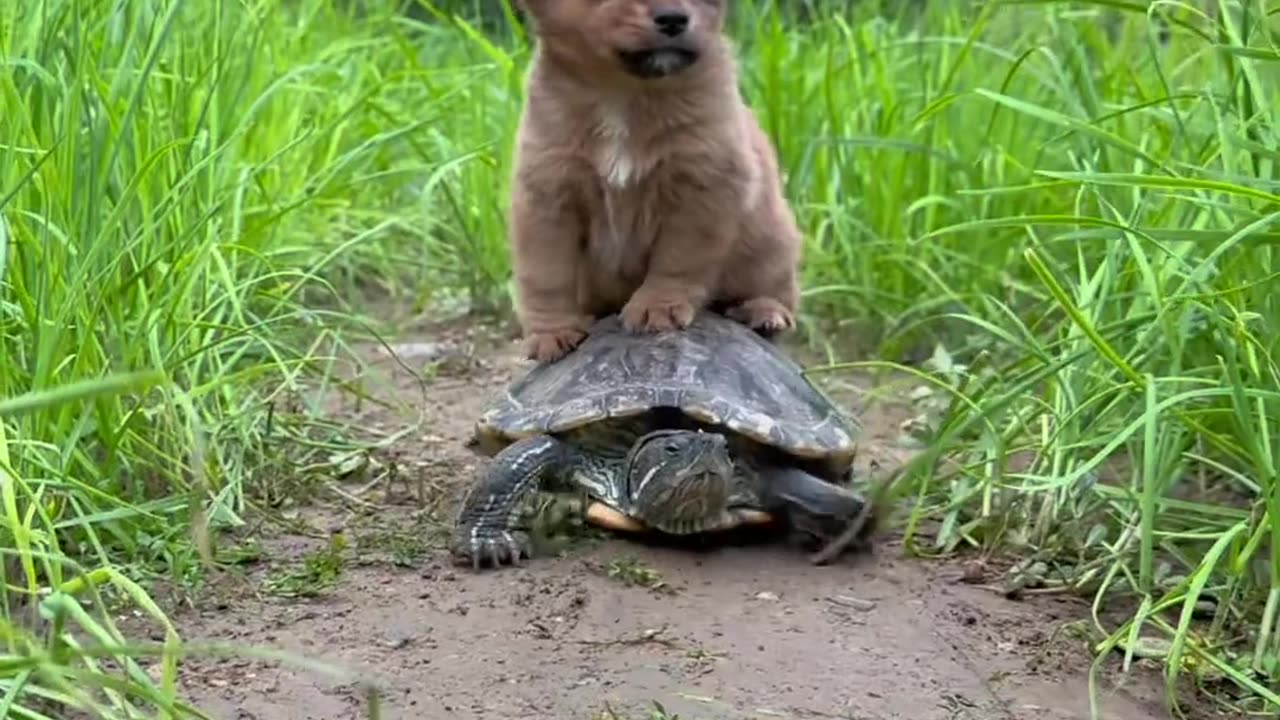 A dog and a turtle are good friends”.