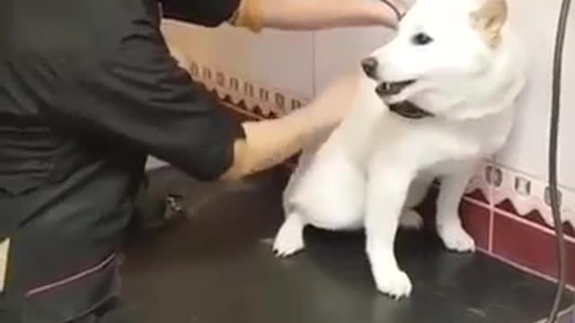 How to handle ANGRY dog like an animal doctor