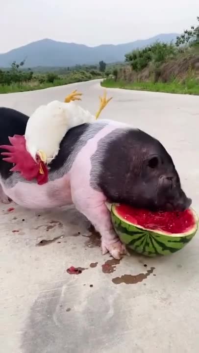 Funny Animal Videos - Awesome Funny Pet Animals | Cute Animals | Super Funny Dog Videos #short video