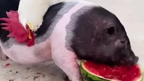 Funny Animal Videos - Awesome Funny Pet Animals | Cute Animals | Super Funny Dog Videos #short video