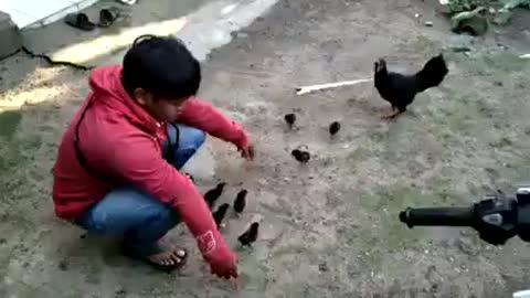 Ninja hen