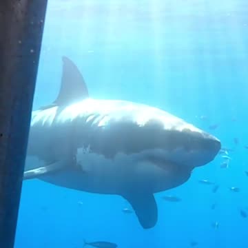 big shark 🦈 😱😱😱