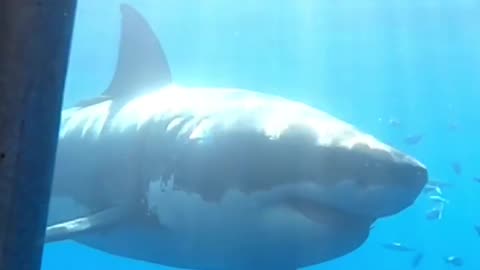 big shark 🦈 😱😱😱
