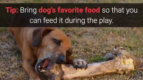 Neighbors Dog Barking, Solutions? Here Are My Best 3