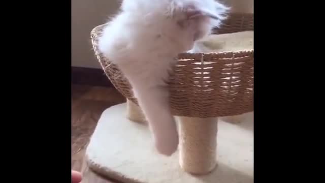 Top TikTok cats compilation 2020