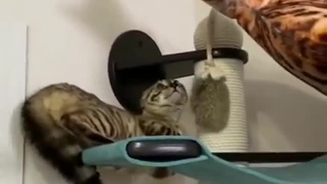 Funny Cats and Kittens Meowing Compilation