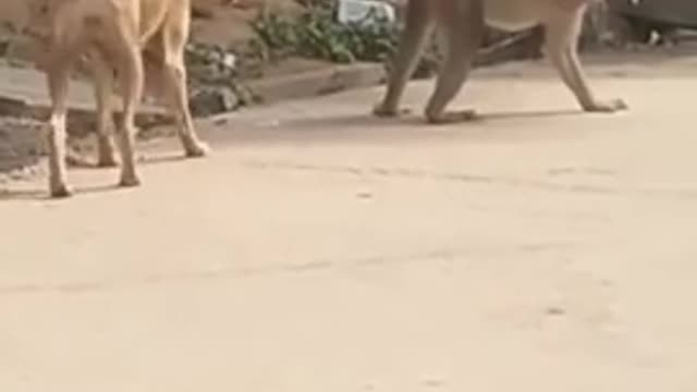 Funny, funny video, dog with monkey