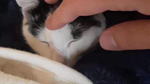 My cat taking afternoon nap in my bathrobe