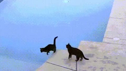 Funny cats