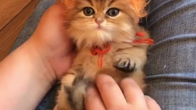 Pets caught in funny acts, try not to laugh part-4
