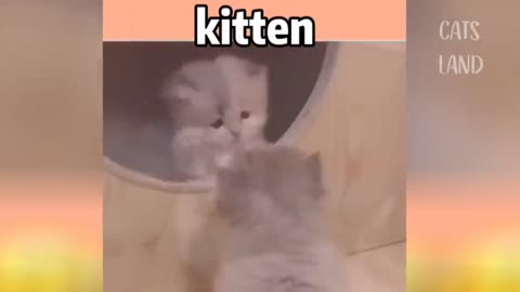 New Cats Funny Video🐈