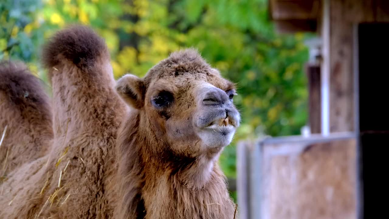 Camel Camel camel