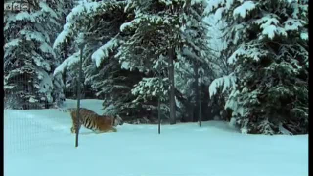 The Siberian Tiger | The Life of Mammals | BBC Earth