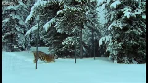 The Siberian Tiger | The Life of Mammals | BBC Earth