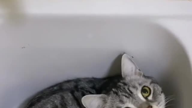 Cat and water relation is always bad😂😂😂/cuty cat video