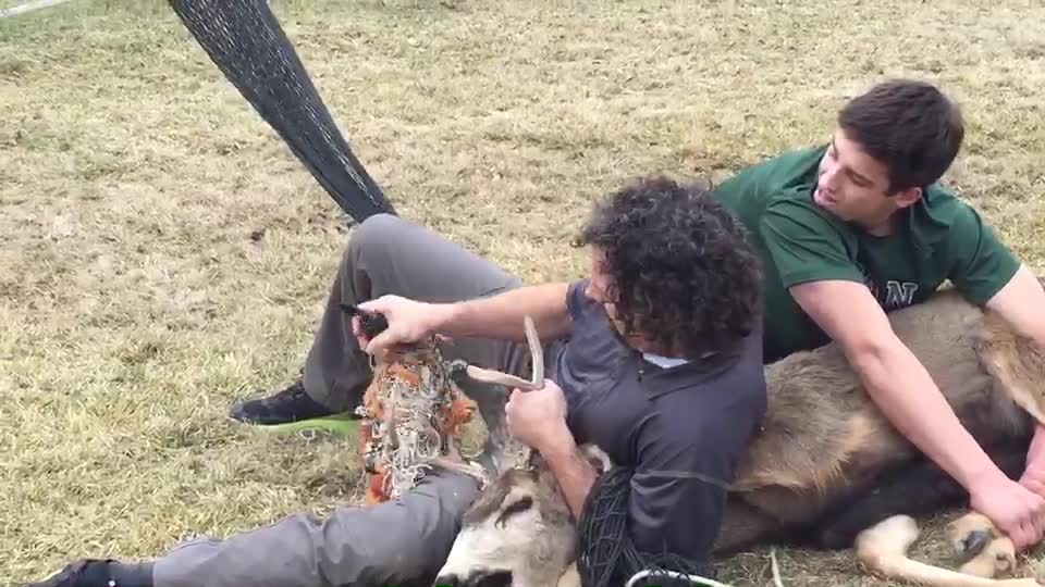 Man And Teen Son Free Deer From Volleyball Net