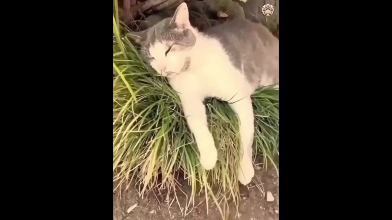 New Funny Animals 😂 Funniest Cats and Dogs Videos 😺🐶