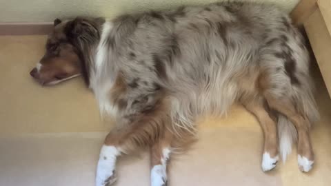 Cute dog moves and makes noises while sleeping