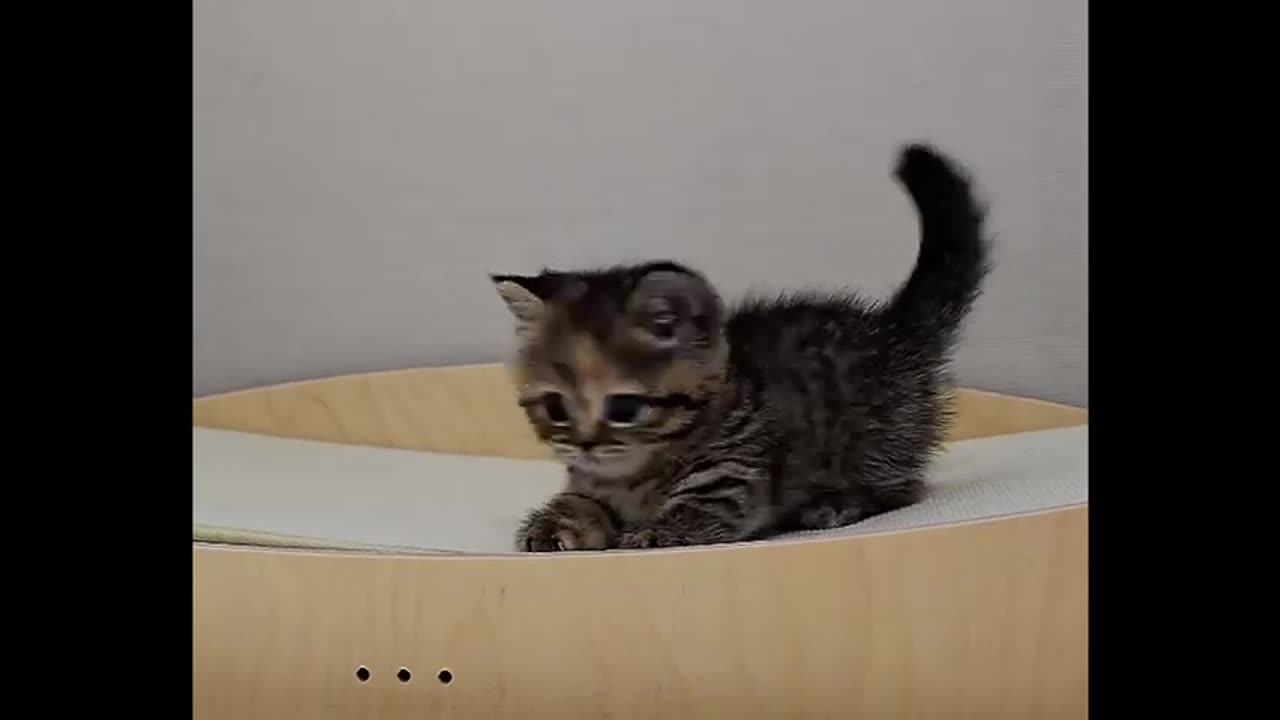 Cute Kitten Time