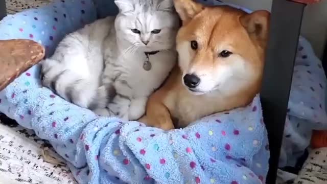 Friendly cat and dog sharing hospitality .