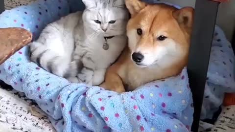 Friendly cat and dog sharing hospitality .