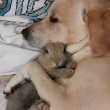 Baby name rebeat and Labrador dog