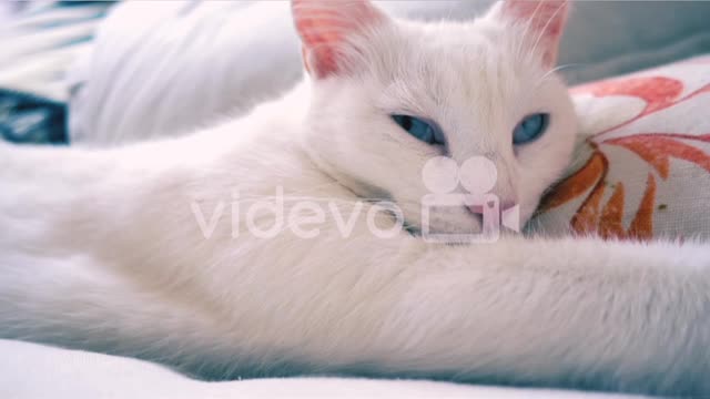Cute cat videos for cut pat video my channel😚😚😚😚😊☺☺