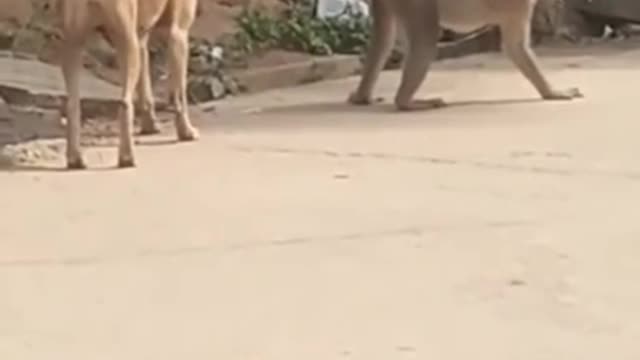 Super Funny Monkey saving his but from a dog in India. This will make you laugh out loud.