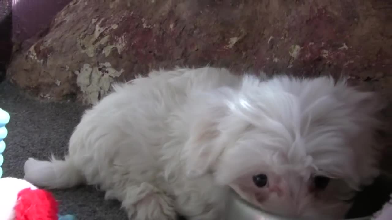 Maltese Puppies - 8 Weeks Old (in HD)