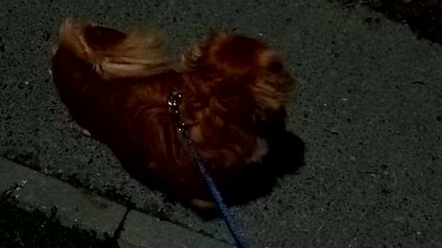 Walk with the dog