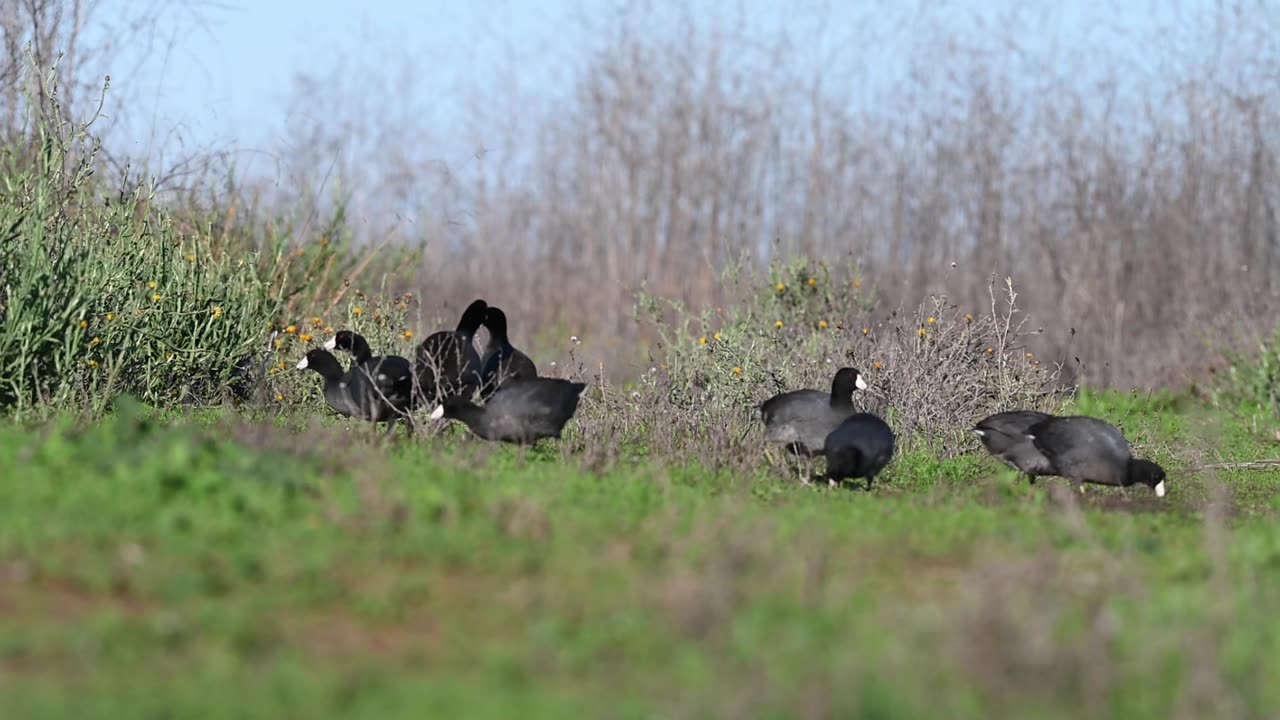 Sacramento National Wildlife Refuge in January