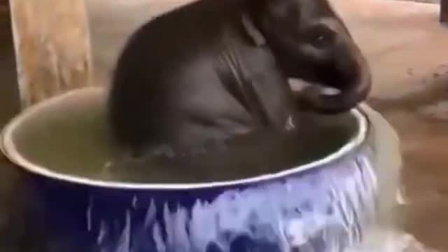 Funny elephant video