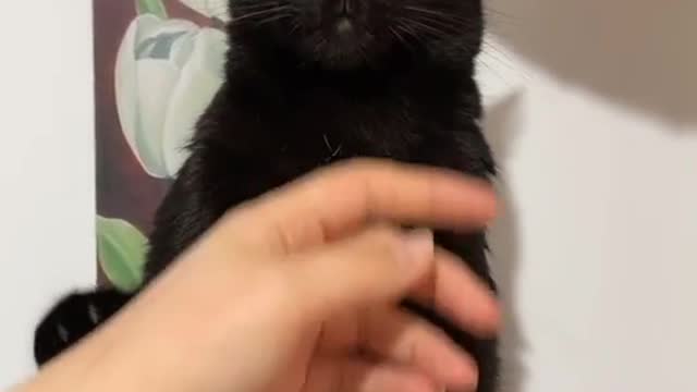funny cats, mother baby kittnes #10