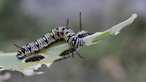 Dude silk shape is beautiful trying to eat paper