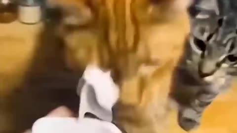 Funny animal video of the day 😺😂😂