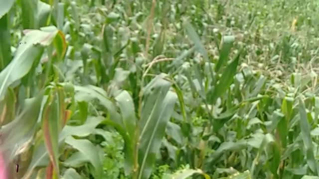 maize back to Vietnam